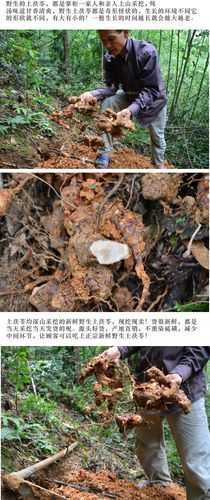 土茯苓2斤装1000g野生新鲜现挖整个带泥无硫广东煲汤材料农家特产