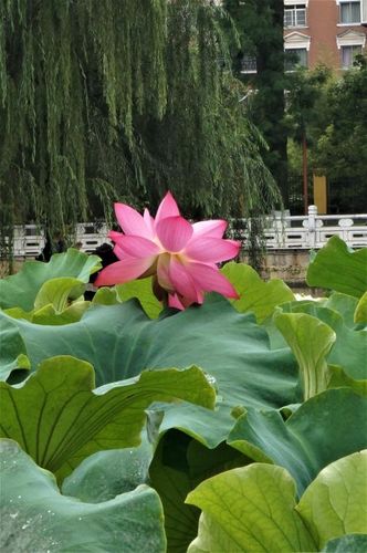 2018年8月12日忙里偷闲去了昆明翠湖公园拍荷花!这是我的喜好!