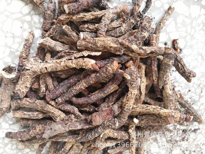 批发冷背中药材岩白菜 岩壁菜 石白菜 岩七 红岩七雪头开花亮叶子