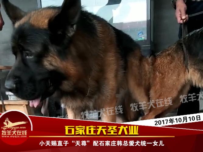 小天赐直子"天尊"配石家庄韩总爱犬统一女儿