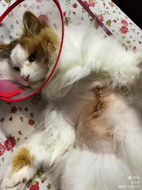 写美篇 不知怎么的,猫咪的腹部,它长了一个像人类那样的脂肪瘤,几个月