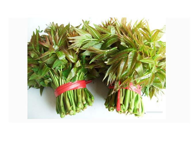 鲜香椿供应商推荐_潍坊鲜香椿批发(图)