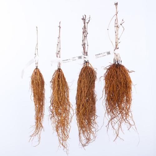 藤本皇后铁线莲养成记