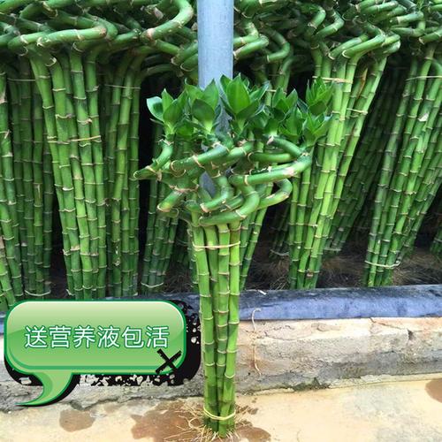购客富贵竹水养转运竹水培植物大叶室内龙竹带根花卉盆栽招财绿化盆景