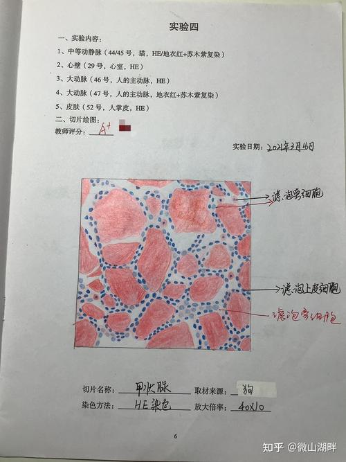 组胚实验红蓝铅笔手绘图