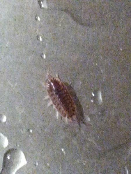 湿生虫)俗称西瓜虫,米汤虫,潮虫子,潮虫,团子虫,地虱婆,地虱子,鞋板虫