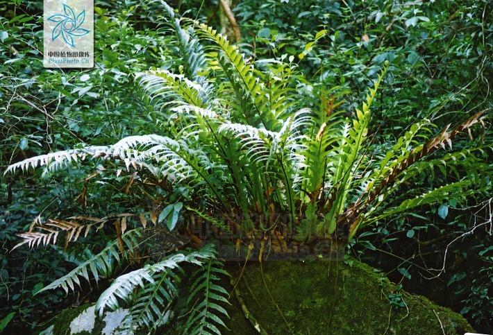 茎叶体植物