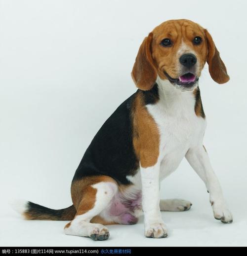 昂着头翘着尾巴的比格犬