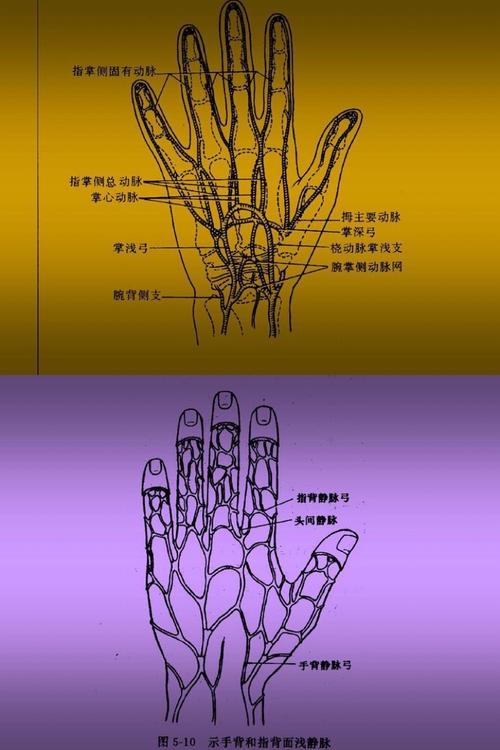 手指动脉分布特点