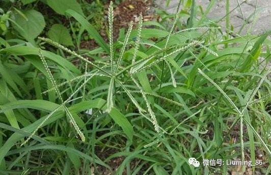 一斤6元农村常见的杂草这么值钱下次再也不胡乱铲除了