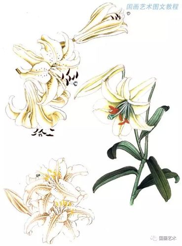 图文教程工笔百合花画法