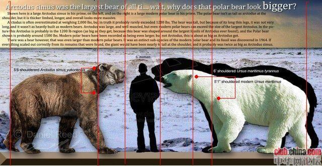 短面熊的形态特征