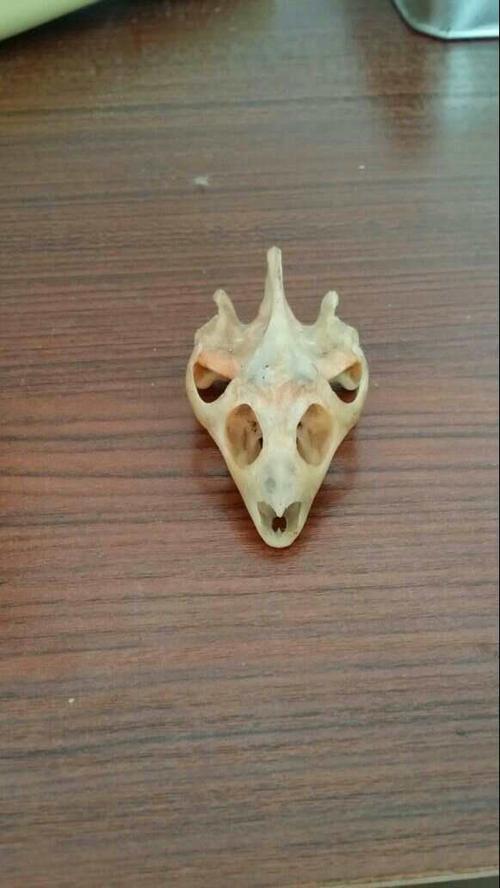 这是什么生物的头骨