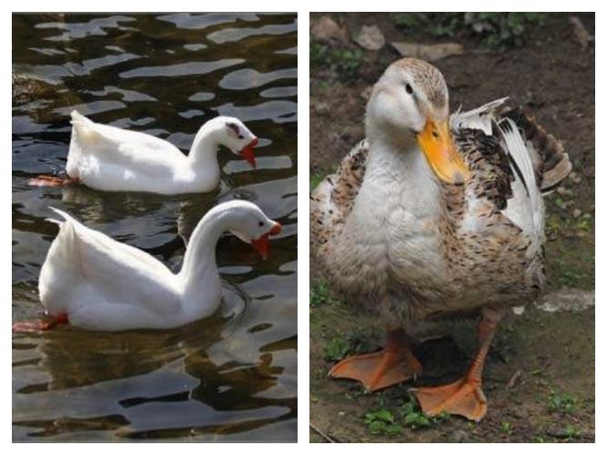 今天我们就鹅和鸭子的区别来给大家从各方面来分析一下,鹅和鸭子到底