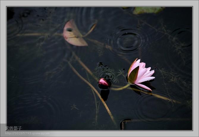 雨落荷塘