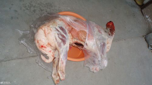 对付卖狗肉的贩子,我认真了一回.