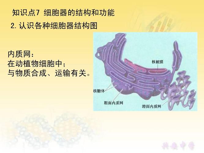 认识各种细胞器结构图 内质网: 在动植物细胞中; 与物质合成,运输有关