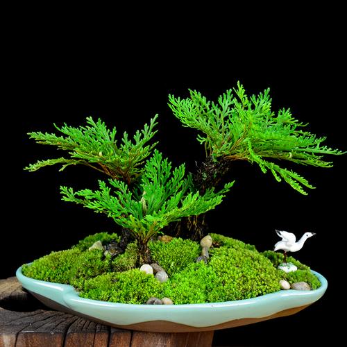 韩后 复活草 面膜_野生卷柏盆景九死还魂草复活草植物室内不死草四季