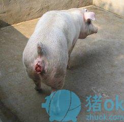 母猪的返情主要在于母猪子宫总出现这样那样的问题.