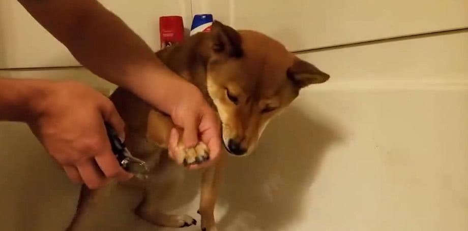 铲屎官给柴犬剪指甲,看这小表情,求柴犬的心理阴影面积