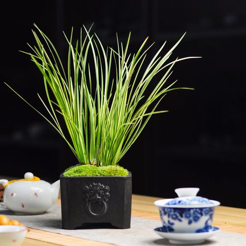 菖蒲微型盆景金凤凰胧月茶几绿植老桩办公室盆栽绿植