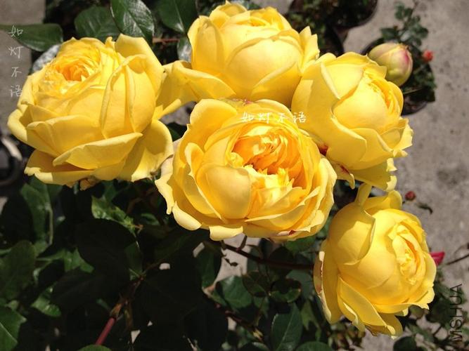 卡特琳娜catarina_月季花图片_浴花谷花卉网