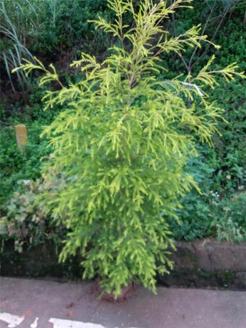 【重庆璧山县千层金(黄金香柳)千层金(球,笼子,树)|金