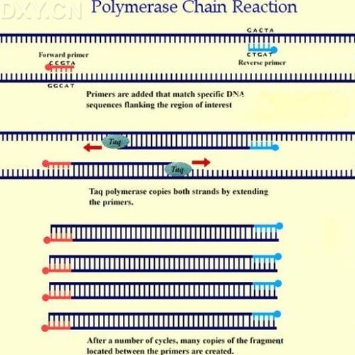 pcr-电子学的节目时钟参考
