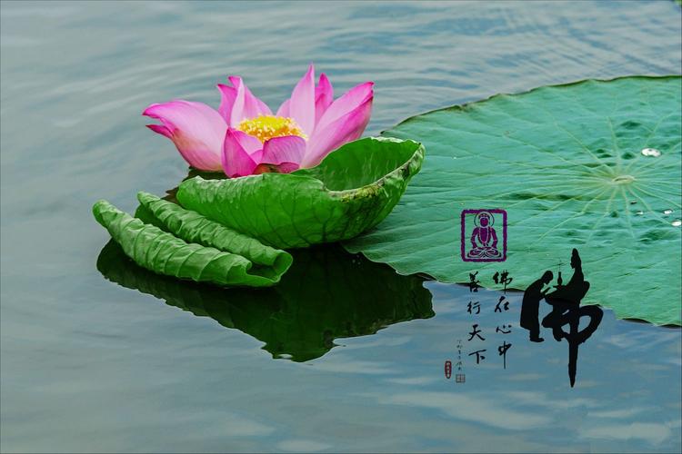 尤其是沼泽内突然开放出大得象车盖一样的莲花.