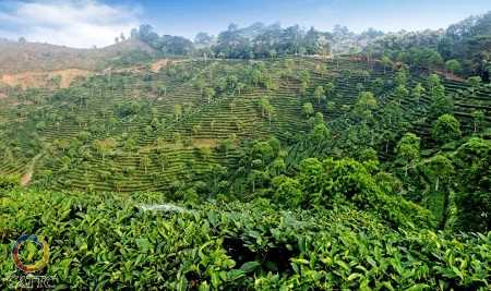 广西农科院梧州分院的六堡茶有机茶园