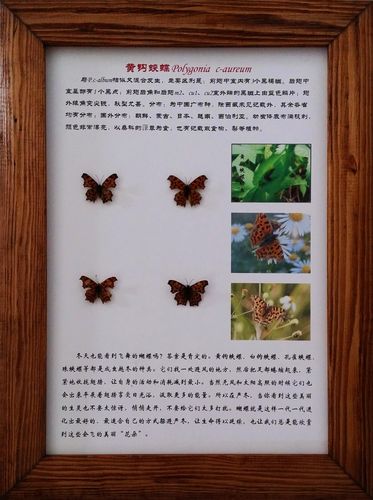 蝴蝶标本_供应 展展品 昆虫展展品 生物标本展品