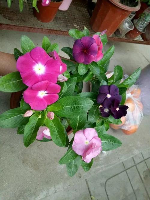 嫁接长春花一棵树上开出了不同颜色的花