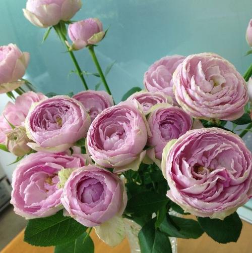 天狼月季成品嫁接大苗粉红蕾丝日月切花阳台盆栽花卉花园植物玫瑰_7折