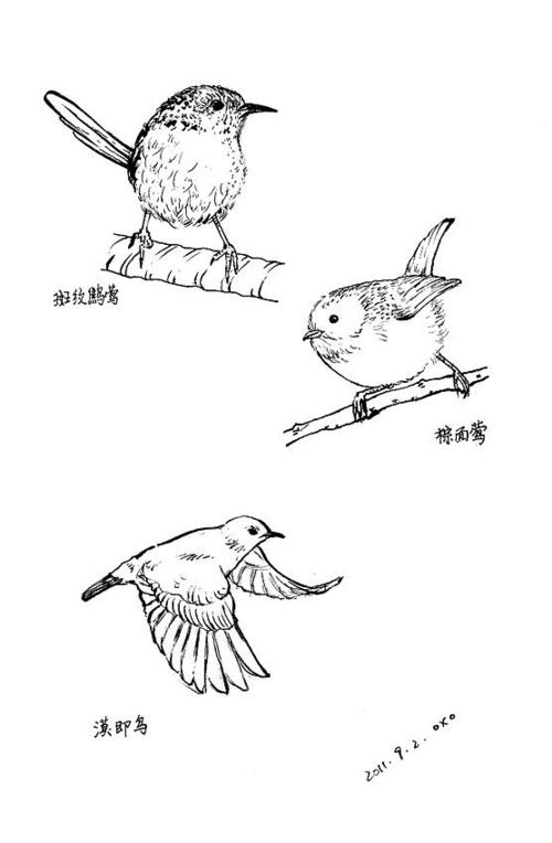 世界上最美的鸟}【每日一画】黑白插画,速写.