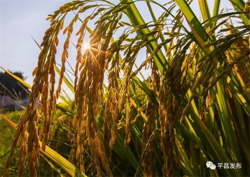 【图说平昌】康坪村的谷子黄了,成熟的季节就是一幅美如画的风景