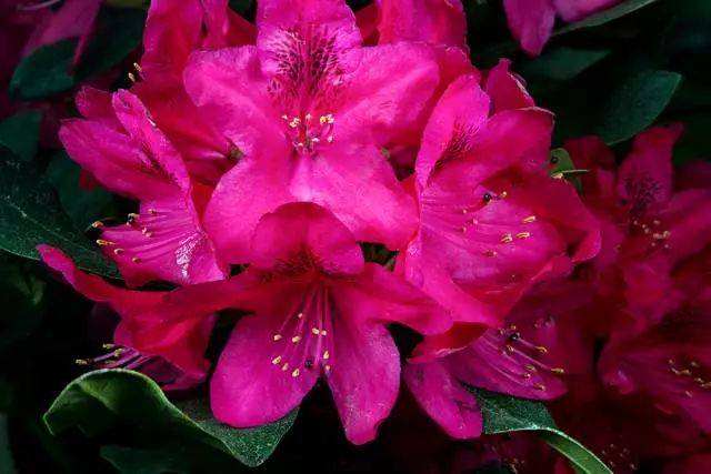 学名:rhododendron"nova zembla"园艺类型:大花常绿杜鹃组(large