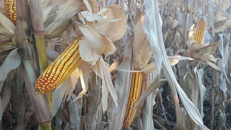  p>金庆801是吉林省2014年审定的普通玉米品种,适于吉林省延边,白山