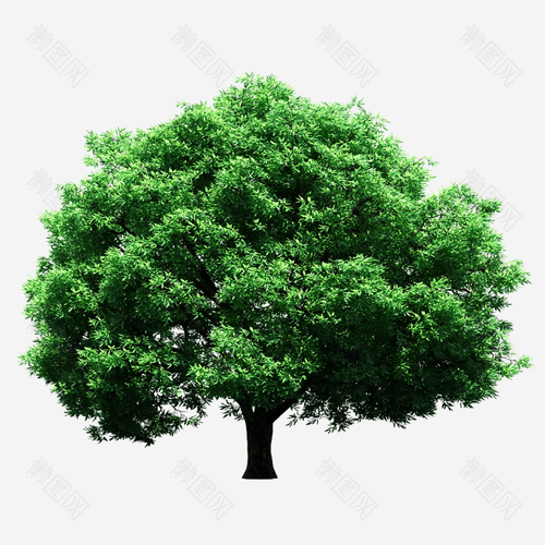 标签: 大树树叶树木树枝桉树植物环保绿色