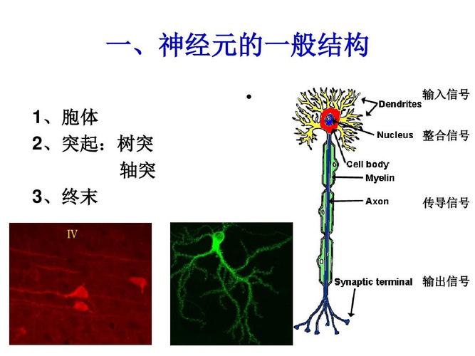一,神经元的一般结构   1,胞体 2,突起:树突 轴突 3,终末 输入信号
