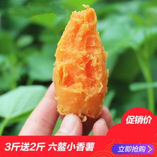板栗西瓜红山芋香薯小果糖心糯甜地瓜红薯六鳌蜜薯大果食用农产品
