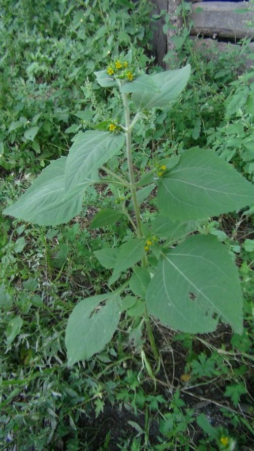 日月峡中草药:豨莶根