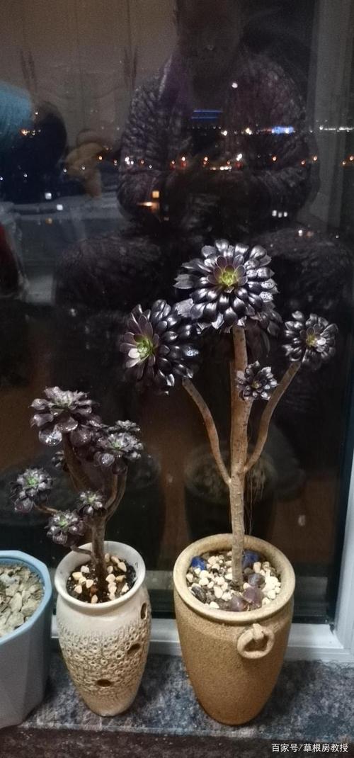 黑法师枝干挺拔有沧桑感,叶片油亮呈紫黑色富贵神秘,造型多样生动