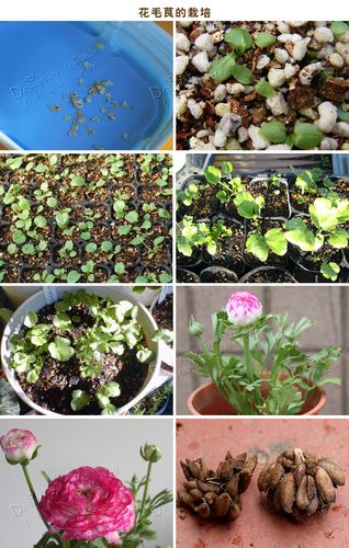 花毛茛四季种易活夏播花种子庭院夏天种花卉种子室内阳台盆栽花子_7折