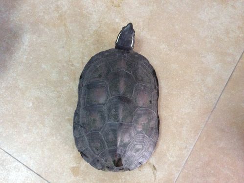 松榕龟场现货出售的韶关黑颈母1只,均重3.52斤