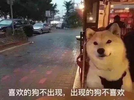 七夕搞笑表情包 青蛙孤寡单身狗出租一套