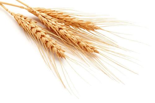白色背景下的麦穗和麦粒