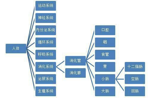 构建人体八大系统知识框架手抄报 十八大手抄报
