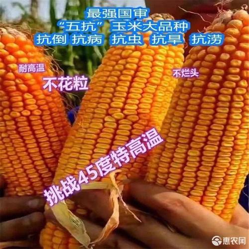 玉米种子 华玉518亩产1800 斤,稀植大棒,超抗逆强不招虫