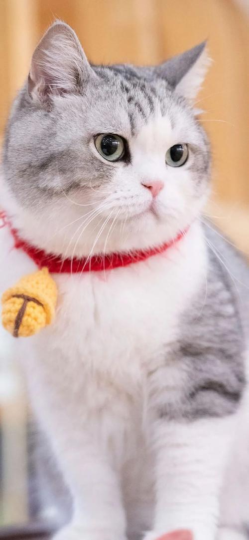 手机壁纸可爱猫咪