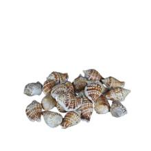 海螺贝壳工艺品原料diy拍照道具水族造景配件 白口螺100g